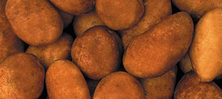 Russet Potatoes