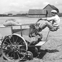 Planting potatoes in the 30s
